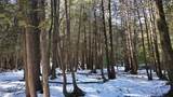 37 Acres Cathead Bay - Photo 12
