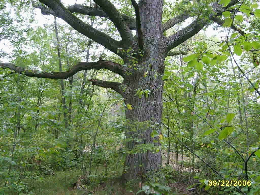 0 Cohoctah Road - Photo 1