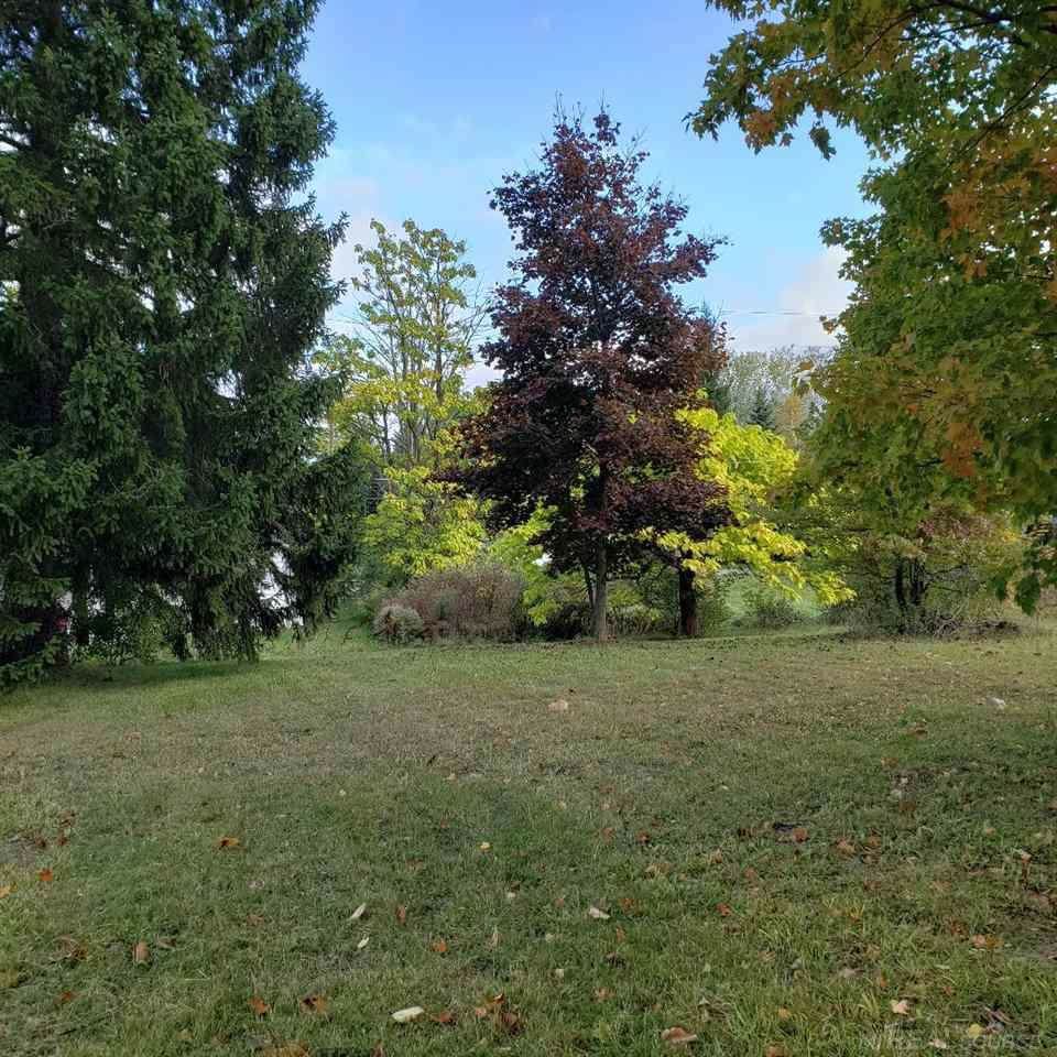 Vine - Photo 1