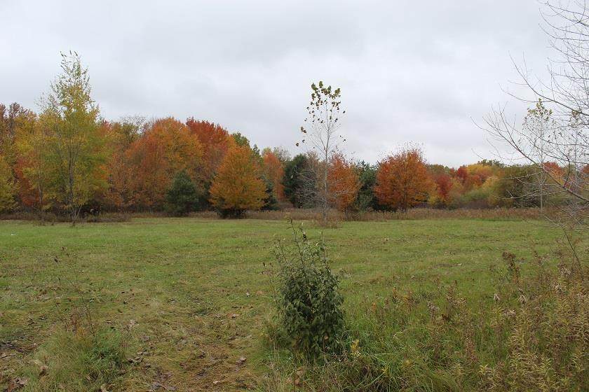 12113 Linden Rd - Photo 1