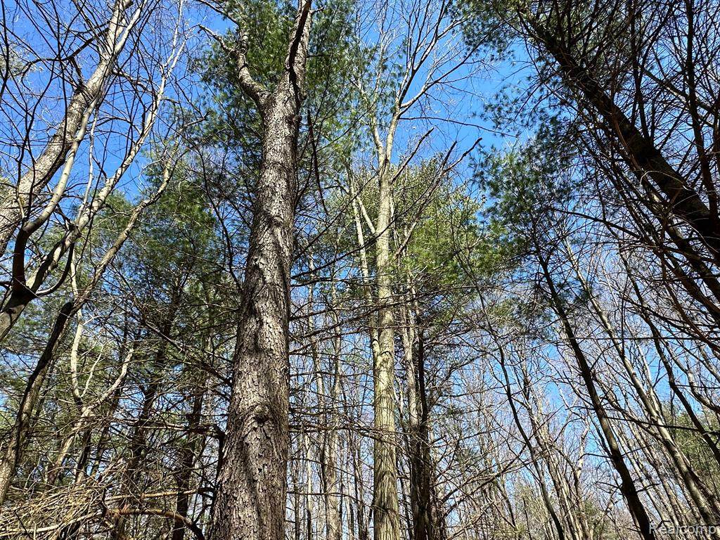 22 Acres VL - Knights Bridge - Photo 1