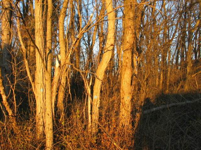 11915 Waldron Road - Photo 1