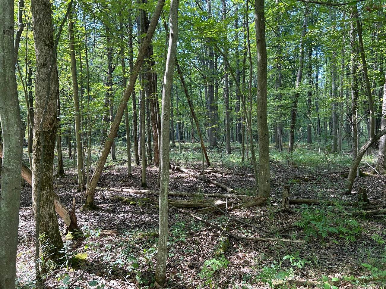 3100 Isabella - Photo 1