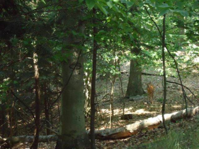 0 Holcomb Road - Photo 1