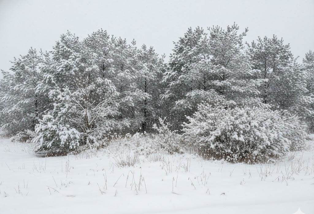 1 Spruce Hollow - Photo 1