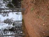 5 Ac Ivor Rd - Photo 5