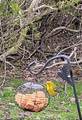 9378 Robins Neck Rd - Photo 19