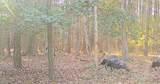 10+AC Groton Tract A Woods - Photo 14