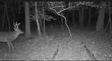 10+AC Groton Tract A Woods - Photo 10