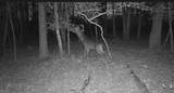 10+AC Groton Tract A Woods - Photo 11