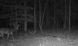 10+AC Groton Tract A Woods - Photo 13