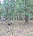 10+AC Groton Tract A Woods - Photo 4