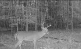 10+AC Groton Tract A Woods - Photo 5