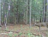 10+AC Groton Tract A Woods - Photo 6