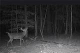 10+AC Groton Tract A Woods - Photo 7