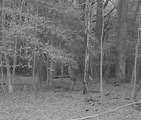 10+AC Groton Tract A Woods - Photo 8