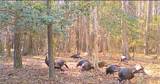 10+AC Groton Tract A Woods - Photo 9