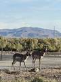 21255 Pyramid Lake Road - Photo 51