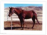 16500 Pyramid Highway - Photo 56