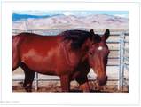 16500 Pyramid Highway - Photo 57