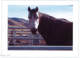 16500 Pyramid Highway - Photo 58