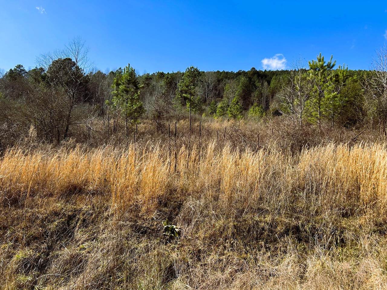 00 Cuno Lane - Photo 1