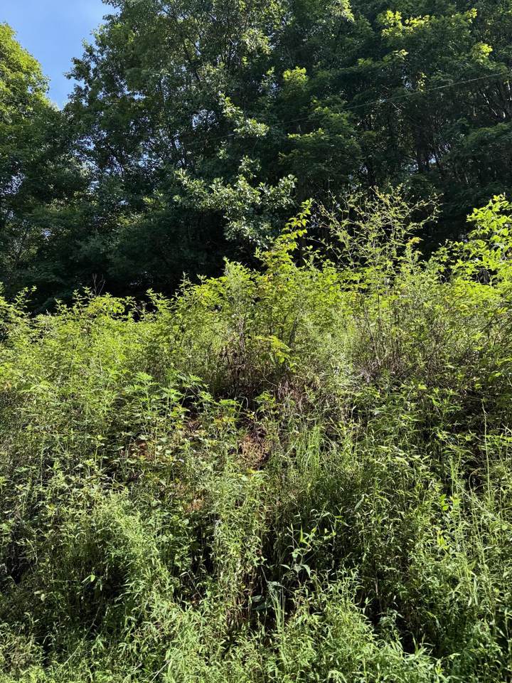 115 Hughes Hollow Road - Photo 1