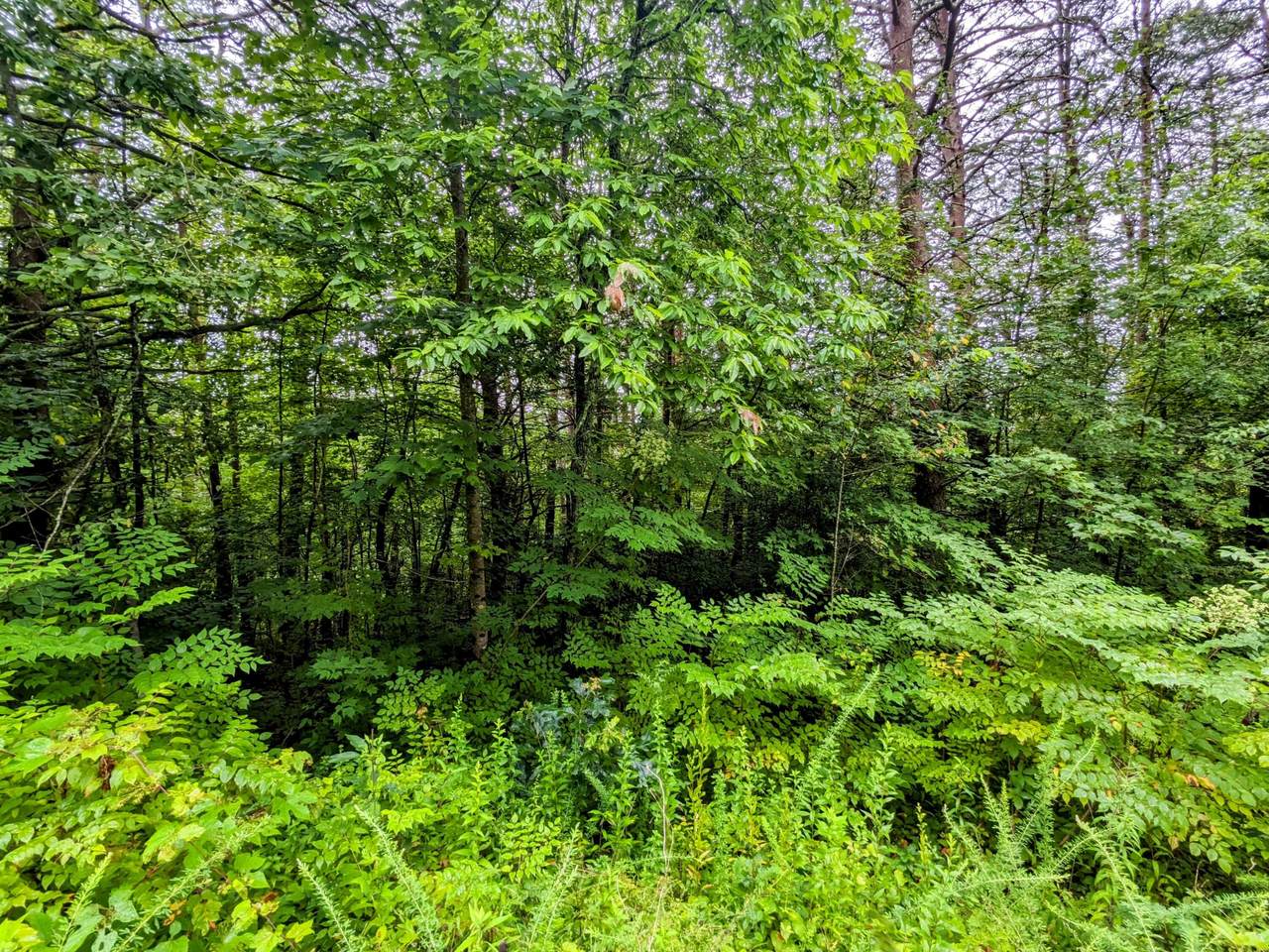 https://bt-photos.global.ssl.fastly.net/rivercounties/1280_boomver_1_20254951-2.jpg