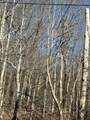 Lot 2 Lower River Road - Photo 2