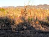 16.75 Ac Euchee Road - Photo 16