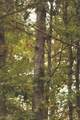 0 Green Ridge Trail - Photo 10