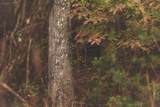 0 Green Ridge Trail - Photo 30