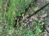 7.7 Acres Waterlevel Highway - Photo 15