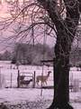 338 County Road 435 - Photo 53