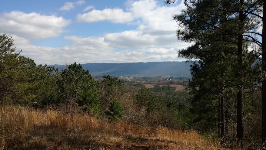 Tract 6 County Road 609 - Photo 1