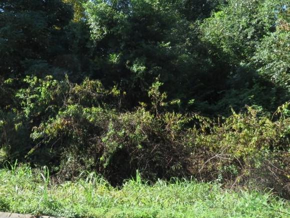 Lot #52 Patton - Photo 1