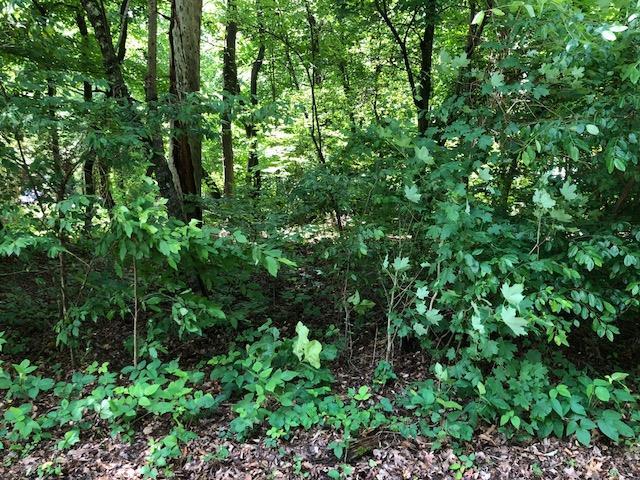 Lot 3 & 4 County Road 422 - Photo 1