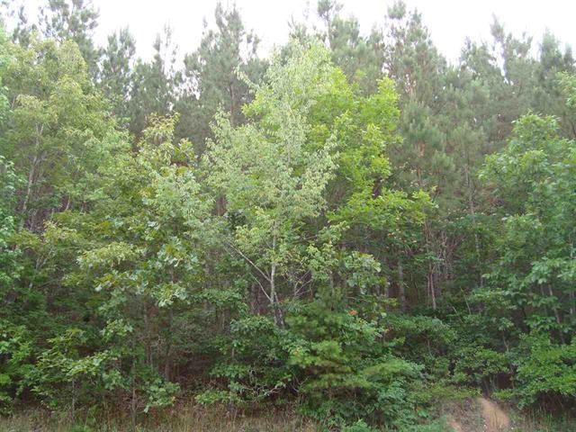 Lot# 5 County Rd 38 - Photo 1