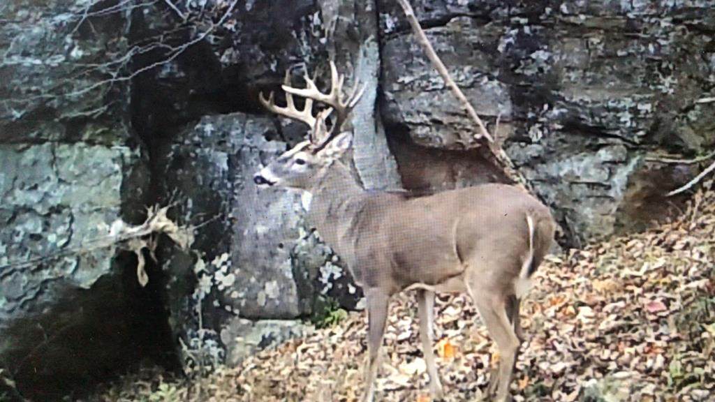 0 Calfkiller Highway - Photo 1
