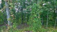 Lot 103 Peach Orchard Hill Road Ne - Photo 1