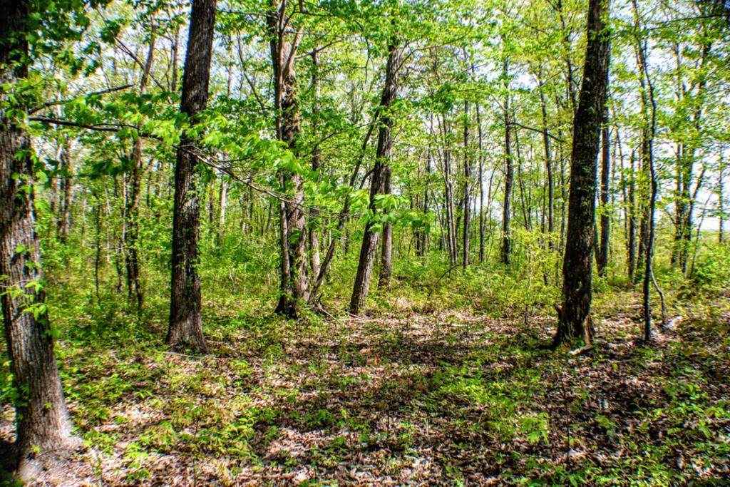 Lot #5 Big Ridge Road - Photo 1