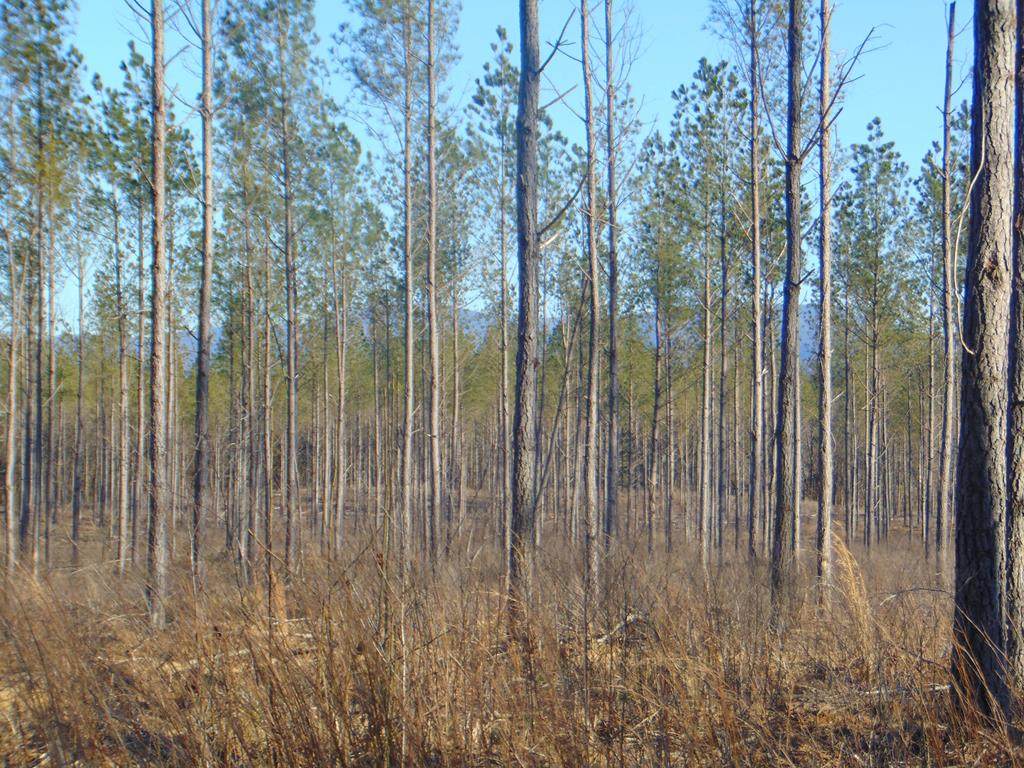 Tract 5 Hughes Lake Road Se - Photo 1