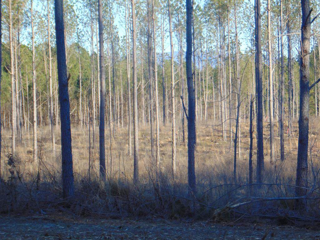 Tract 6 Hughes Lake Road Se - Photo 1