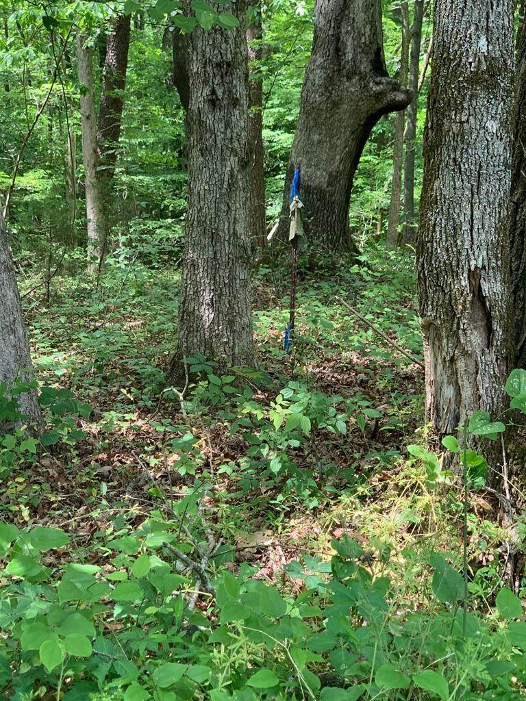 0 Ewing Cemetery Road - Photo 1