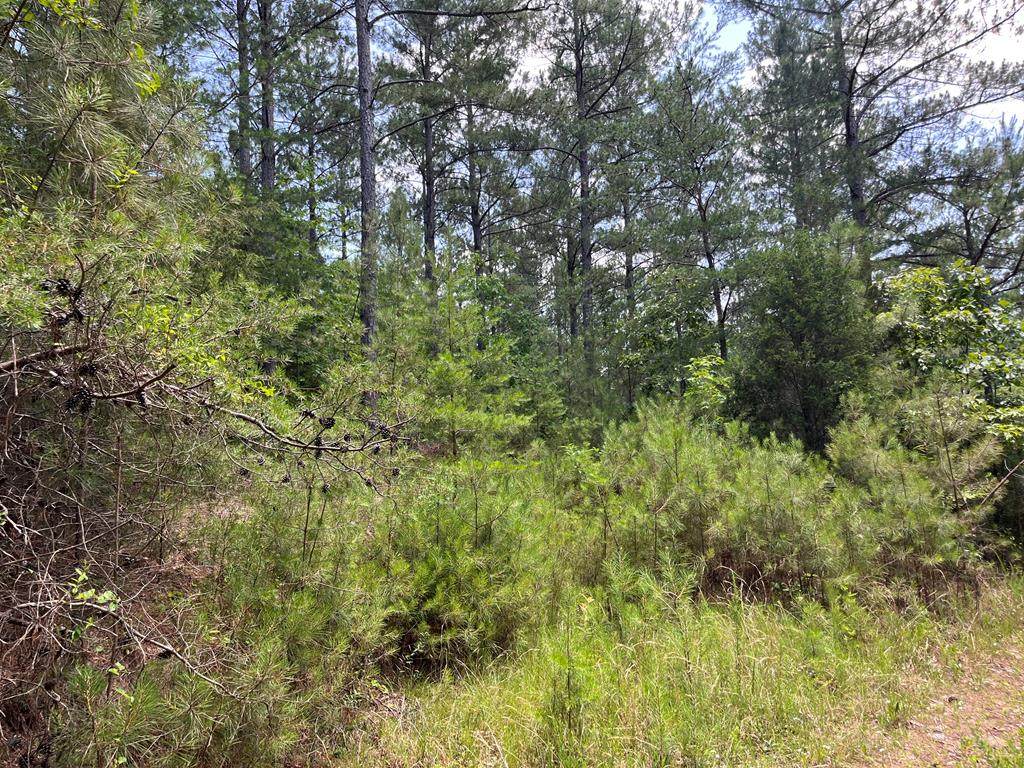 0 Cottonport Road - Photo 1