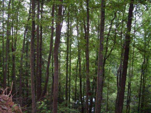 0 Fairview Road - Photo 1