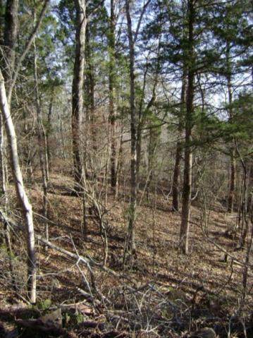0 Tellico Camp Road - Photo 1