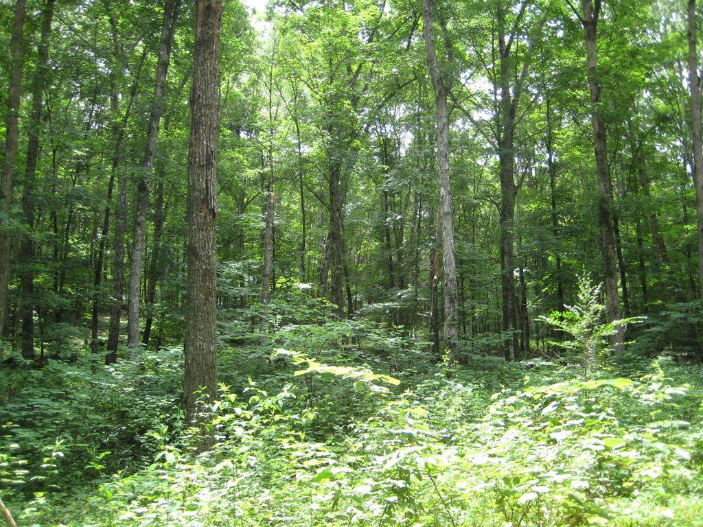0 Paint Rock Trail - Photo 1