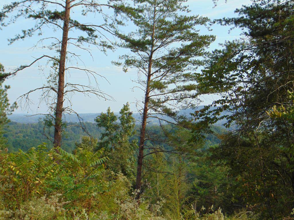 Tract 15D-6 Cameron Road - Photo 1