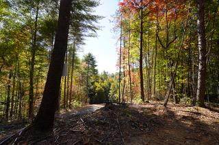1167 Towee Pike - Photo 1